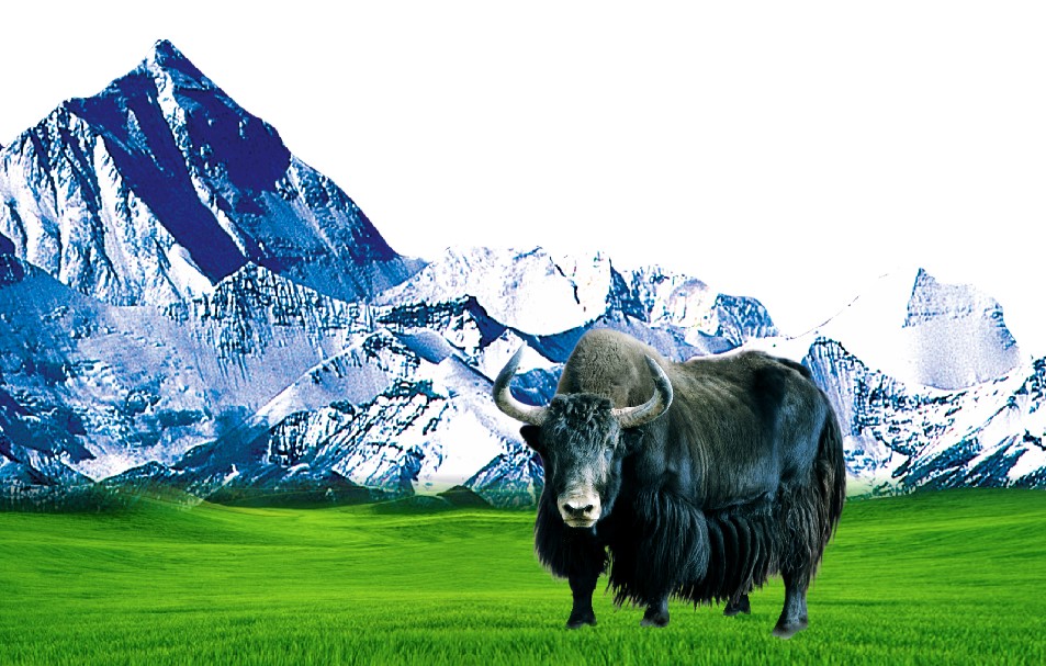 15331143383770.jpg 15331143383770.jpg